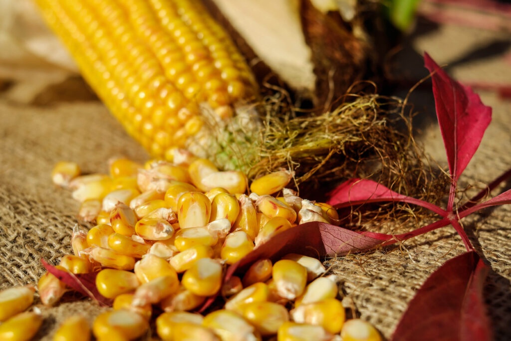 FarmDAP corn seed