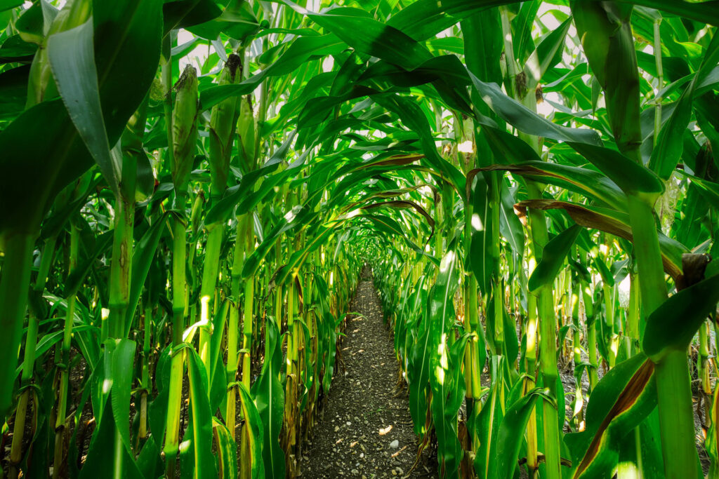 FarmDap- Corn field